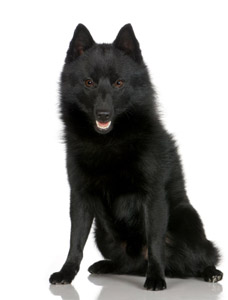 Schipperke