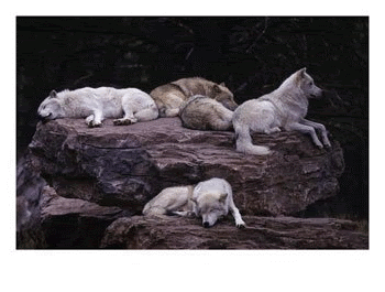 vargar.gif