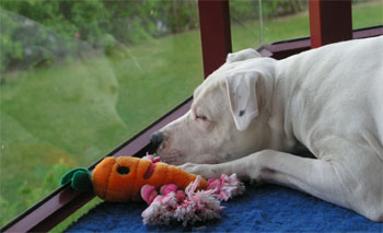 dogoargentino3.jpg