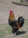 1294-1243166471LInk.jpg