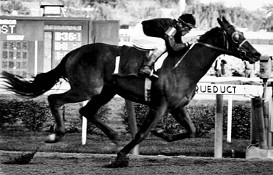 Buckpasser2.jpg
