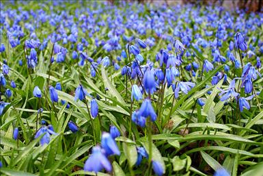 Scilla.jpg