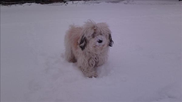 Månadens bichon februari