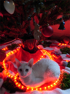 dec09.jpg