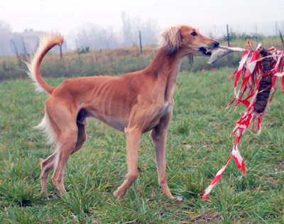 Saluki, långhårig