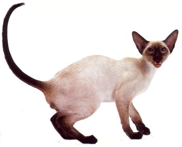 seal-point-siamese.jpg