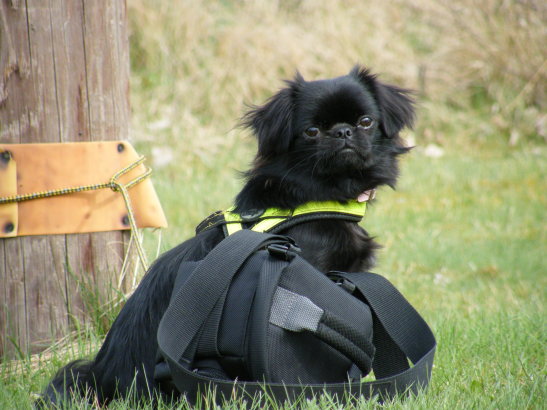 Månadens Hund - November
