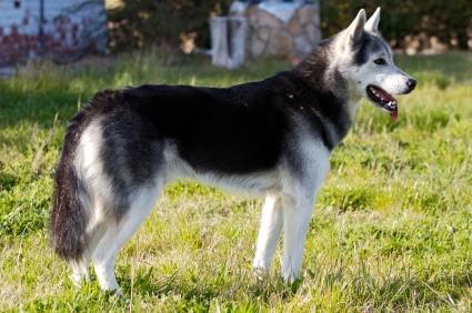 Siberian husky