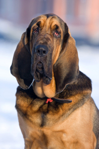 Blodhund