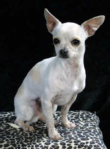 Chihuahua, korthårig.jpg