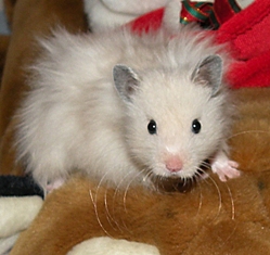 Månadens hamster Januari