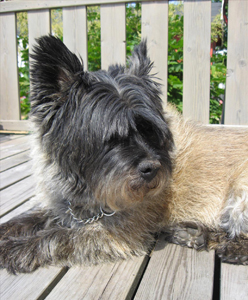 Cairnterrier
