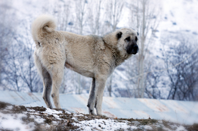 Anatolisk herdehund.jpg
