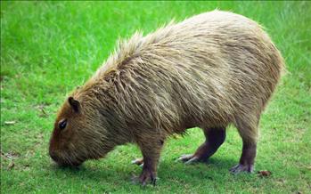 Kapybara