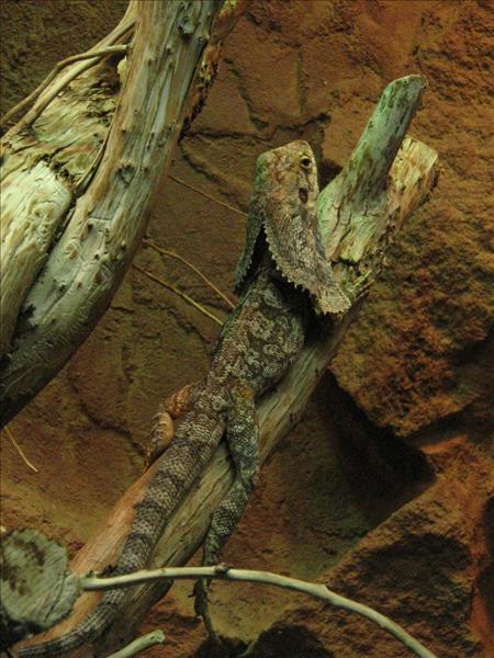 Kragagam - (Chlamydosaurus Kingii) Foto: Wikimedi
