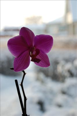 Blomma