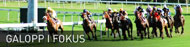 galopp.jpg