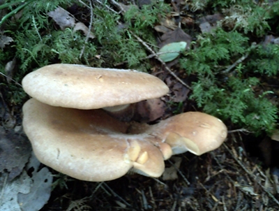 PICT0027.JPG