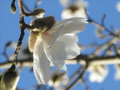 Magnolian-25-april.jpg