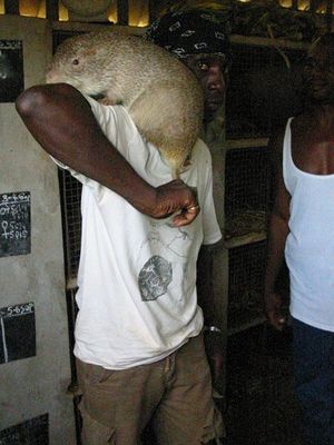greater_cane_rat.jpg