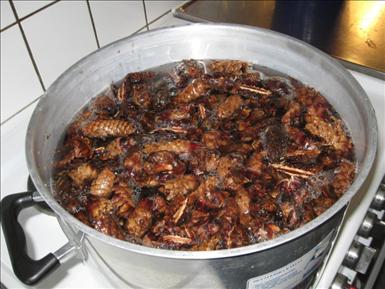 Koking av kottarna