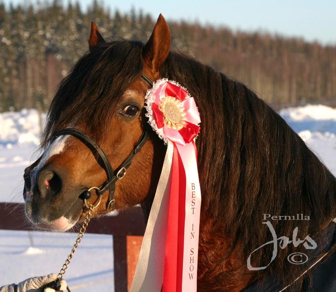 Colnevalley Rasgall RWX 5, Hedemora 2010-02-14. Foto: Pernilla Jobs©