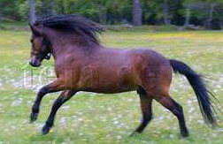 Tejas Monljus