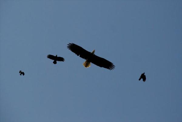 eagles.jpg