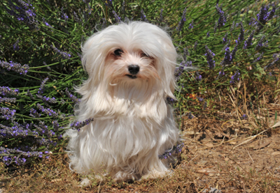 Malteser.jpg
