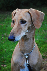 Saluki, släthårig