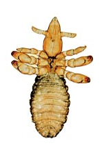 lus