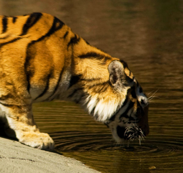 Tiger dricker vatten