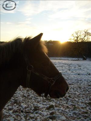jappeloup0109.jpg