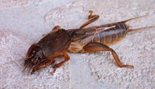 220px-Gryllotalpa_gryllotalpa_vorne-oben.jpg