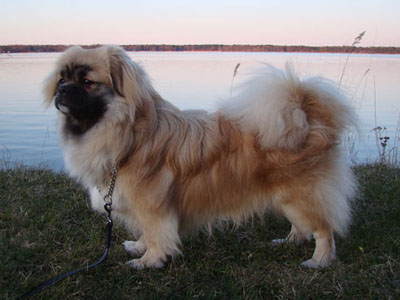 Tibetansk spaniel.jpg