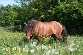 Foto & copyright: Ägaren
