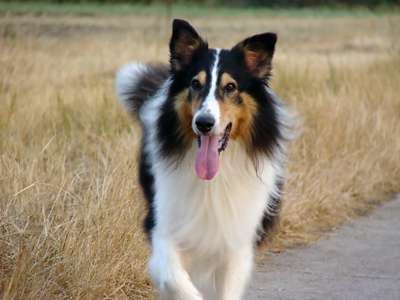 Collie.jpg