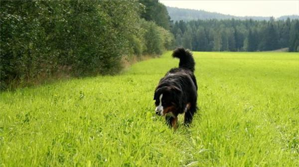 Berner sennen Aramis. Foto: Vargnatt