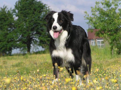 Border collie