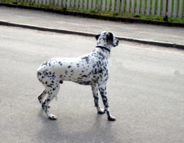 räddhund.jpg