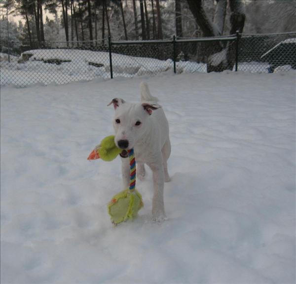 Jack russell terriern Hugo. Foto: Empisen.