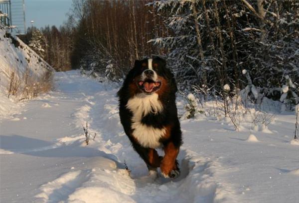 Berner sennen Aramis. Foto: Vargnatt
