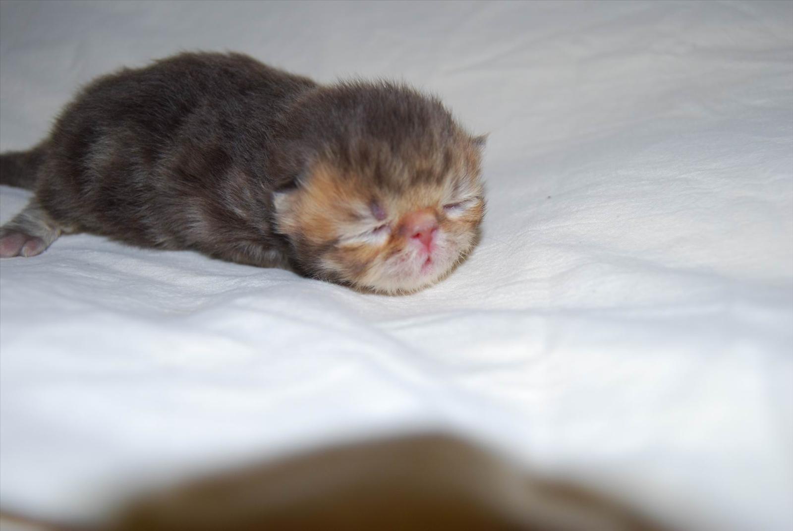 Lussebullar
