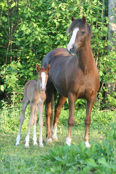 Morwenna och Azalea