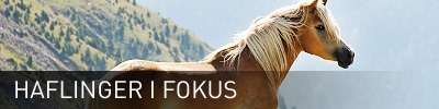 haflinger.jpg