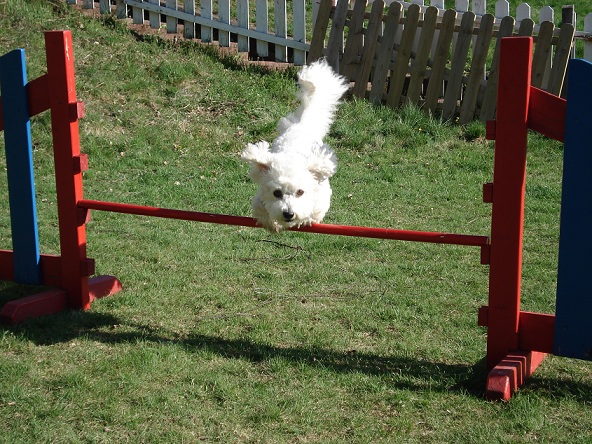Agility_T…jpg