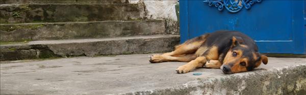 hund.jpg