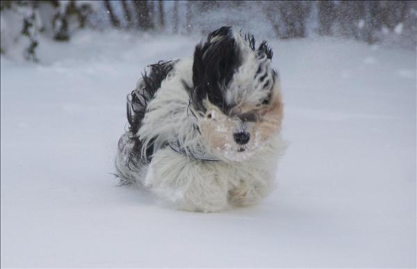 Månadens bichon februari 2010