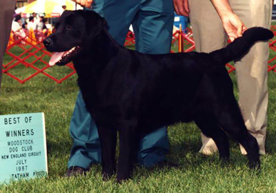 Labrador retriever