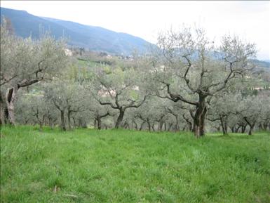 Assisi 2006 114.jpg